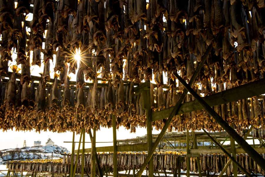 Norwegian Adventure Guides